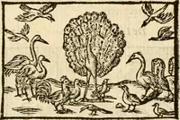 Picture 88 of 145 from Aesopi Phrigis Et Aliorvm Fabvlae. : Elegantissimis Iconibus illustratæ, & diligentius quàm antehac emendatæ (1554), leaf 204