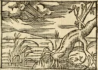 Picture 93 of 145 from Aesopi Phrigis Et Aliorvm Fabvlae. : Elegantissimis Iconibus illustratæ, & diligentius quàm antehac emendatæ (1554), leaf 210
