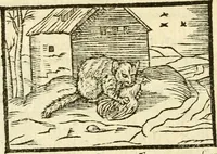 Picture 105 of 145 from Aesopi Phrigis Et Aliorvm Fabvlae. : Elegantissimis Iconibus illustratæ, & diligentius quàm antehac emendatæ (1554), leaf 243