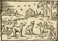 Picture 106 of 145 from Aesopi Phrigis Et Aliorvm Fabvlae. : Elegantissimis Iconibus illustratæ, & diligentius quàm antehac emendatæ (1554), leaf 244
