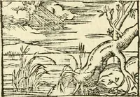 Picture 120 of 145 from Aesopi Phrigis Et Aliorvm Fabvlae. : Elegantissimis Iconibus illustratæ, & diligentius quàm antehac emendatæ (1554), leaf 265