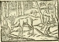 Picture 123 of 145 from Aesopi Phrigis Et Aliorvm Fabvlae. : Elegantissimis Iconibus illustratæ, & diligentius quàm antehac emendatæ (1554), leaf 269