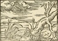 Picture 11 of 145 from Aesopi Phrigis Et Aliorvm Fabvlae. : Elegantissimis Iconibus illustratæ, & diligentius quàm antehac emendatæ (1554), leaf 70