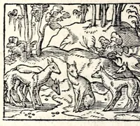An illustration from Aesopi Phrygis Fabvlae : elegantissimis eiconibus ueras animalium species ad uiuum adumbrantes. Gabriae Graeci Fabellae XXXXIIII. Batrachomyomáchia Homeri, hoc est, Ranarum & murium pugna. Galeōmyomachía, hoc est, Felium & murium pugna, tragoedia graeca : haec omnia cum Latina interpretatione (1551)