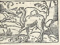 Picture 13 of 18 from Aesopi Phrygis Fabvlae : elegantissimis eiconibus ueras animalium species ad uiuum adumbrantes. Gabriae Graeci Fabellae XXXXIIII. Batrachomyomáchia Homeri, hoc est, Ranarum & murium pugna. Galeōmyomachía, hoc est, Felium & murium pugna, tragoedia graeca : haec omnia cum Latina interpretatione (1551), leaf 257