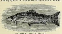 Picture 16 of 17 from Africa and its exploration : as told by its explorers Mungo Park, Clapperton, the Landers, Livingstone, Barth, Barkie, Denham, Burton, Speke, Caillie, Schweinfurth, Mohr, Stanley, Holub, Serpa, Pinto, Farini, Thomson, Montagu Kerr ; with 600 illustrations and maps, leaf 633