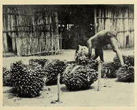 Picture 5 of 7 from An African adventure (1921), leaf 263