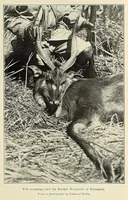 An illustration from African game trails : an account of the African wanderings of an American hunter-naturalist (1909)
