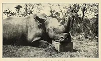 An illustration from African game trails : an account of the African wanderings of an American hunter-naturalist (1909)