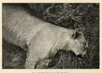 Picture 3 of 17 from African game trails : an account of the African wanderings of an American hunter-naturalist (1909), leaf 48
