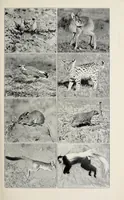 An illustration from African game trails : an account of the African wanderings of an American hunter-naturalist (1910)
