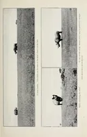 An illustration from African game trails : an account of the African wanderings of an American hunter-naturalist (1910)