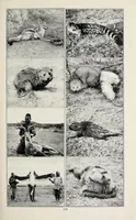 An illustration from African game trails : an account of the African wanderings of an American hunter-naturalist (1910)