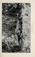 An illustration from African game trails : an account of the African wanderings of an American hunter-naturalist (1910)