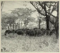 An illustration from African game trails (1909)