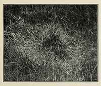 An illustration from African game trails (1909)