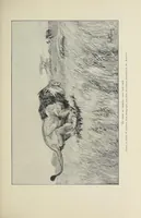 An illustration from African game trails (1909)