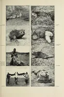 An illustration from African game trails (1909)