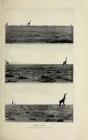 Picture 4 of 8 from African game trails : an account of the African wanderings of an American hunter-naturalist (1910), leaf 225