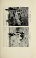 An illustration from African game trails : an account of the African wanderings of an American hunter-naturalist (1910)