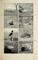 An illustration from African game trails : an account of the African wanderings of an American hunter-naturalist (1910)