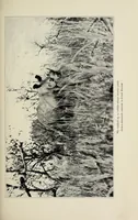 An illustration from African game trails : an account of the African wanderings of an American hunter-naturalist (1910)