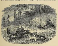 An illustration from African hunting, from Natal to the Zambesi : including Lake Ngami, the Kalahari Desert, &c. From 1852 to 1860 (1863)