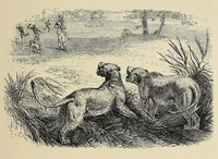 An illustration from African hunting, from Natal to the Zambesi : including Lake Ngami, the Kalahari Desert, &c. From 1852 to 1860 (1863)