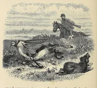 An illustration from African hunting, from Natal to the Zambesi : including Lake Ngami, the Kalahari Desert, &c. From 1852 to 1860 (1863)