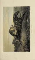 An illustration from African hunting, from Natal to the Zambesi : including Lake Ngami, the Kalahari Desert, &c. From 1852 to 1860 (1863)