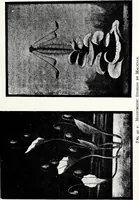 Picture 34 of 47 from After death--what? : Spiritistic phenomena and their interpretation (1909), leaf 176