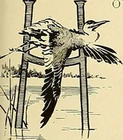 An illustration from Aircraft (1910)