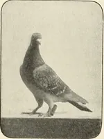 An illustration from Airships past and present, together with chapters on the use of balloons in connection with meteorology, photography and the carrier pigeon (1908)