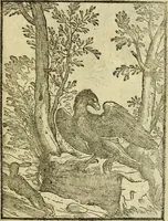 An illustration from Aisopou mythoi (1644)