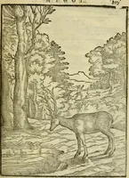 An illustration from Aisopou mythoi (1644)