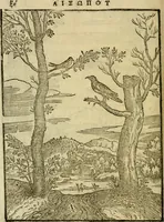 An illustration from Aisopou mythoi (1644)