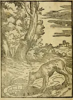 An illustration from Aisopou mythoi (1644)