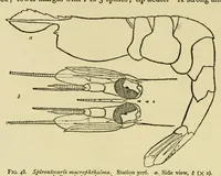 An illustration from Alaska .. (1901)