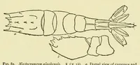 Picture 4 of 10 from Alaska .. (1901), leaf 155