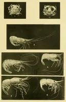 An illustration from Alaska .. (1901)