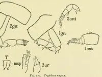 An illustration from Alaska .. (1901)