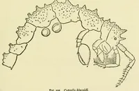 Picture 8 of 10 from Alaska .. (1901), leaf 279