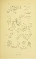 An illustration from Alaska .. (1901)