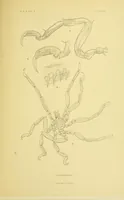 An illustration from Alaska .. (1901)