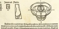 Picture 41 of 43 from Alberti Dureri Clarissimi pictoris et geometrae de symmetria partium in rectis formis humanorum corporum (1532), leaf 273
