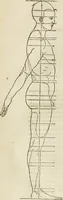 An illustration from Alberti Dvreri clarissimi pictoris et geometrae De symmetria partium humanorum corporum libri quatuor : è germanica lingua in latinam versi (1557)