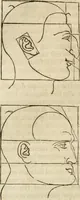 An illustration from Alberti Dvreri clarissimi pictoris et geometrae De symmetria partium humanorum corporum libri quatuor : è germanica lingua in latinam versi (1557)