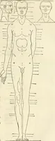Picture 152 of 211 from Alberti Dvreri clarissimi pictoris et geometrae De symmetria partium humanorum corporum libri quatuor : è germanica lingua in latinam versi (1557), leaf 184