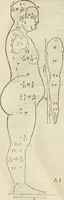 An illustration from Alberti Dvreri clarissimi pictoris et geometrae De symmetria partium humanorum corporum libri quatuor : è germanica lingua in latinam versi (1557)