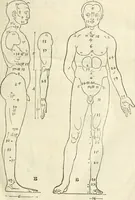 An illustration from Alberti Dvreri clarissimi pictoris et geometrae De symmetria partium humanorum corporum libri quatuor : è germanica lingua in latinam versi (1557)